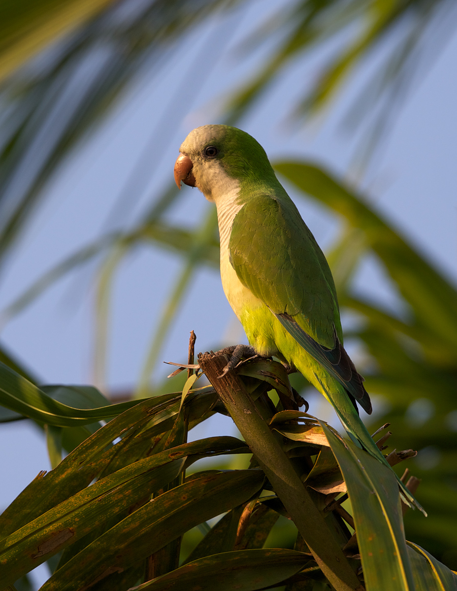 Monk Parakeet