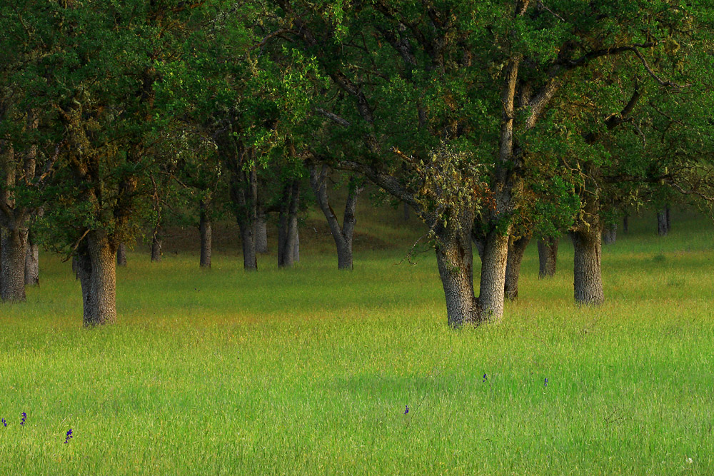 Grassy Bedding - WC
