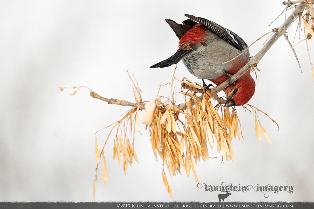 Winter Grosbeak