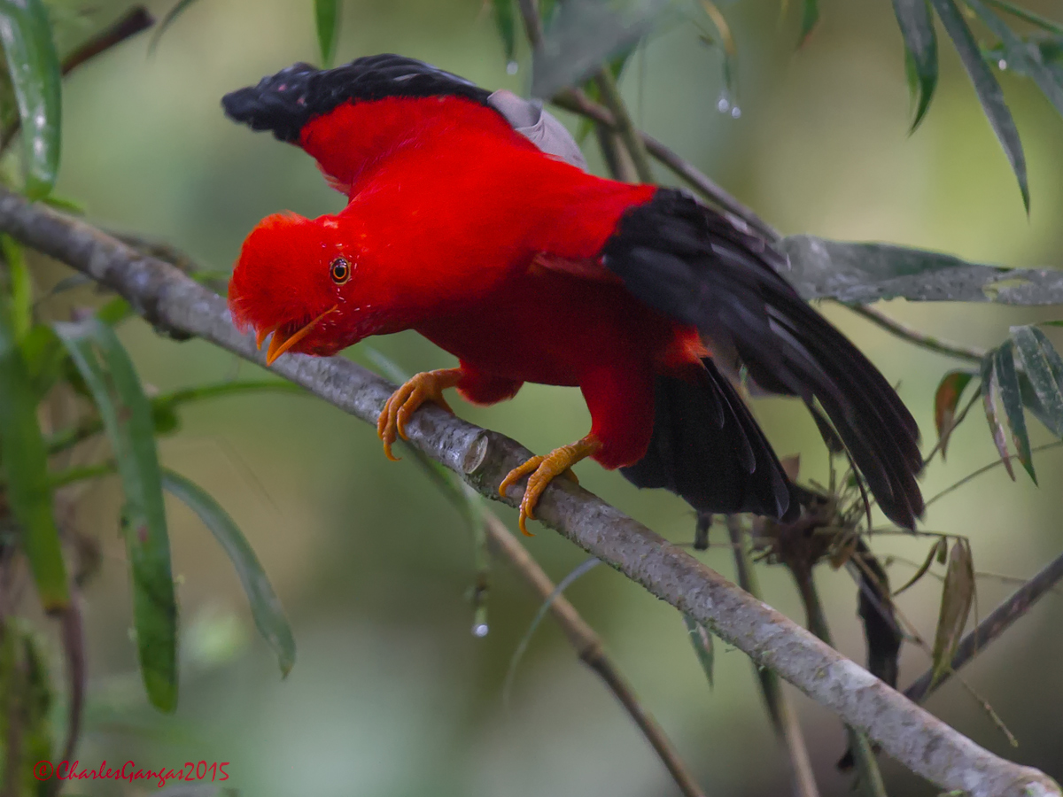 Andean Cock_2