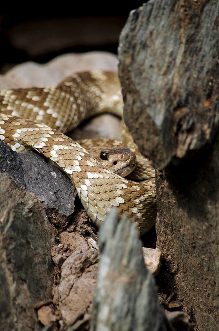 Mojave Rattle Snake