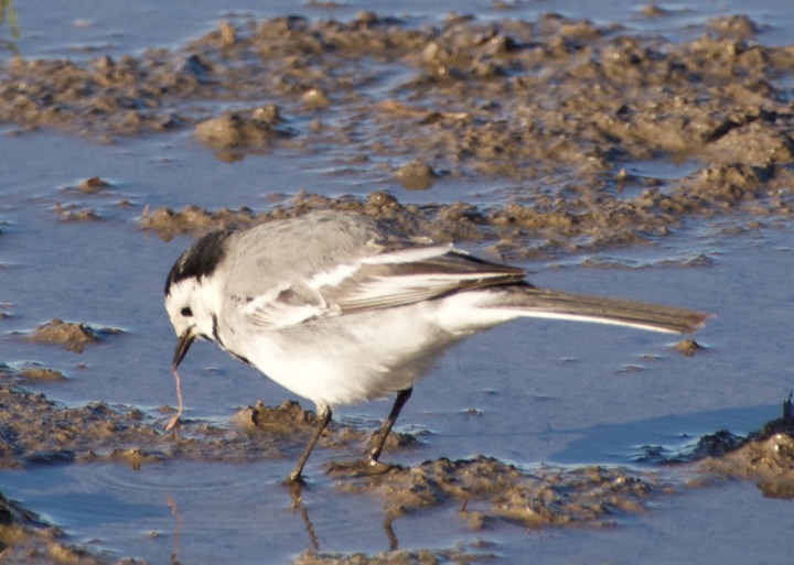 Wagtail's Dinner