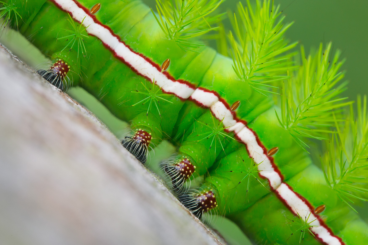 Caterpillar Feet