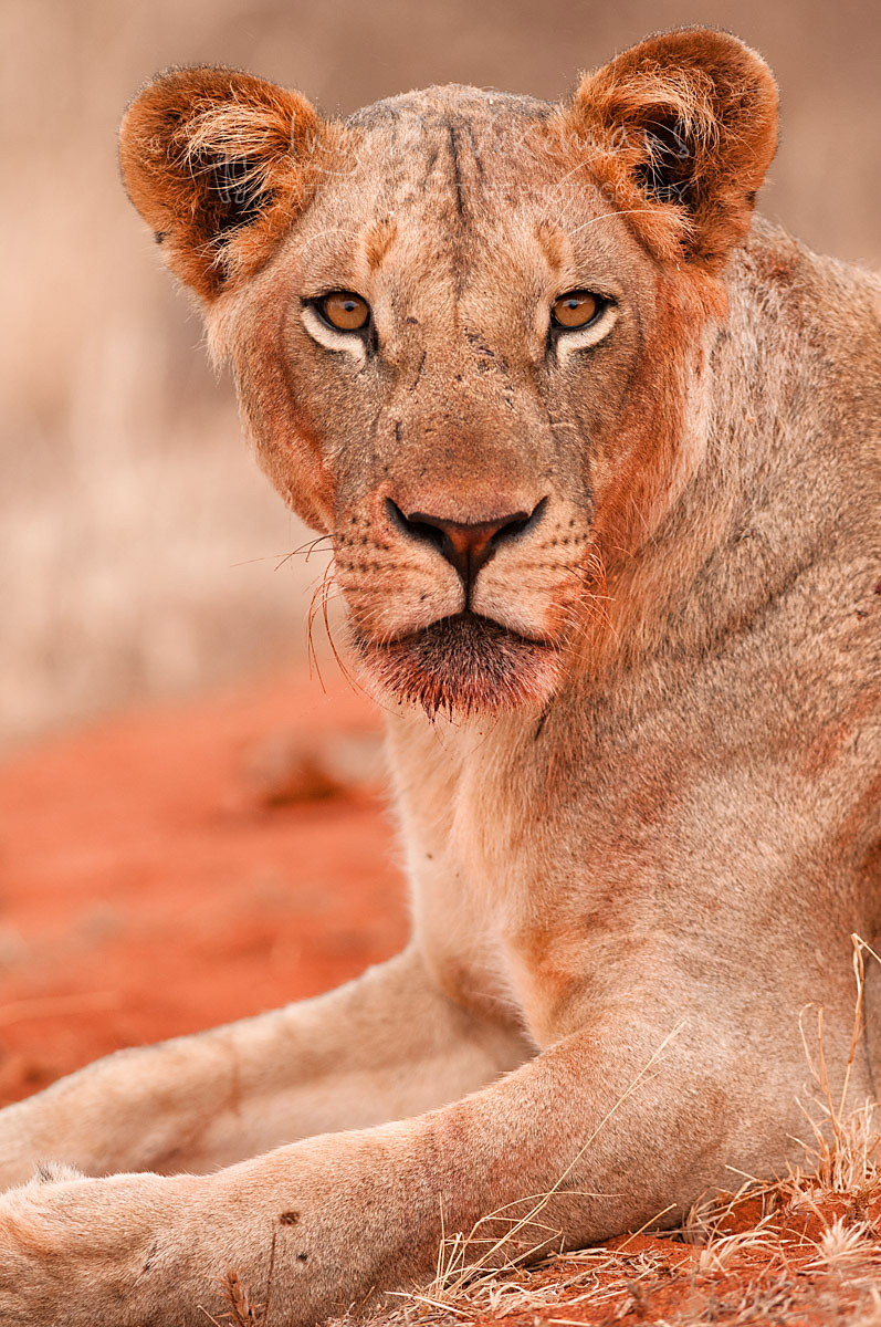 Maneater