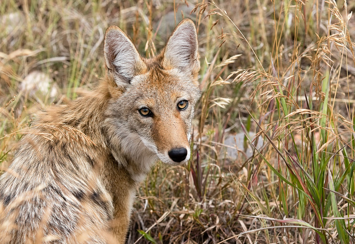 Colorado Coyote