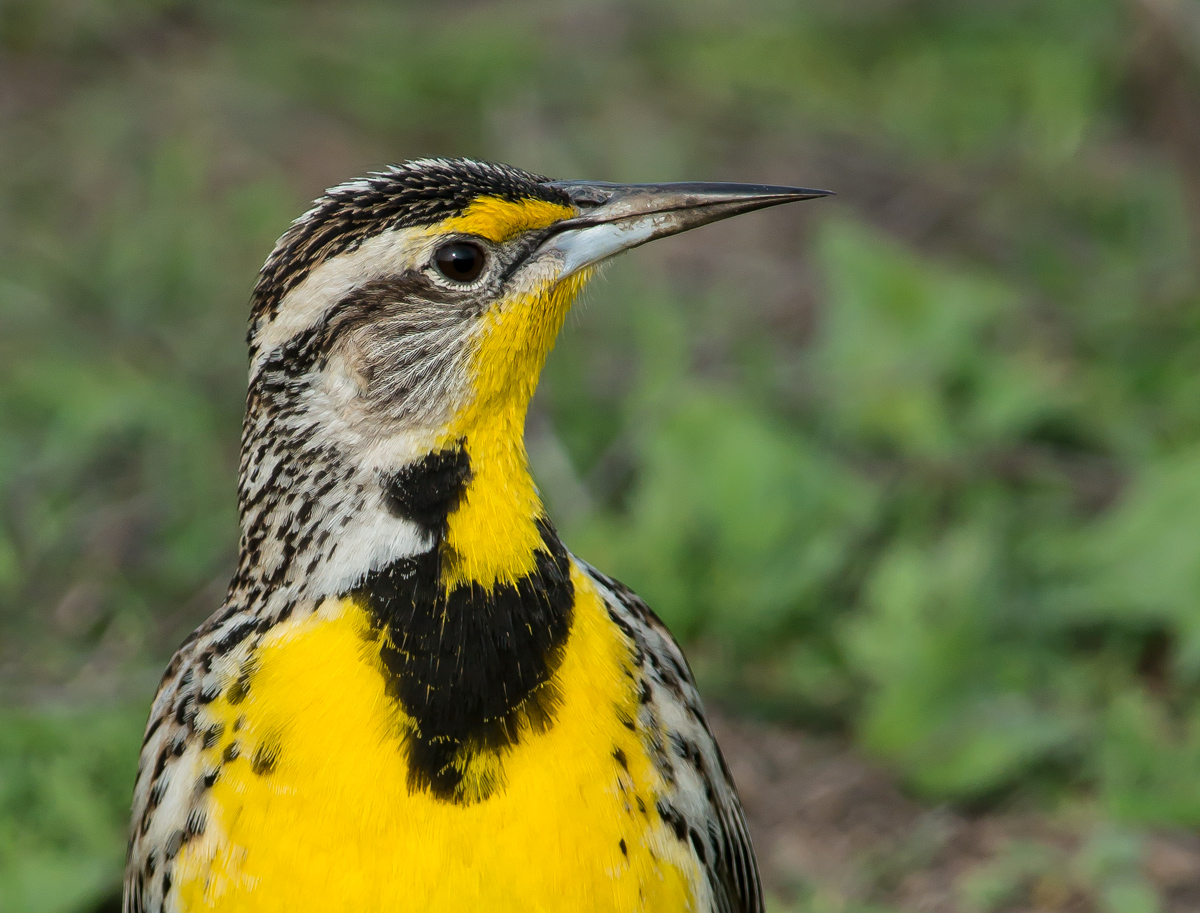Meadowlark Portrait