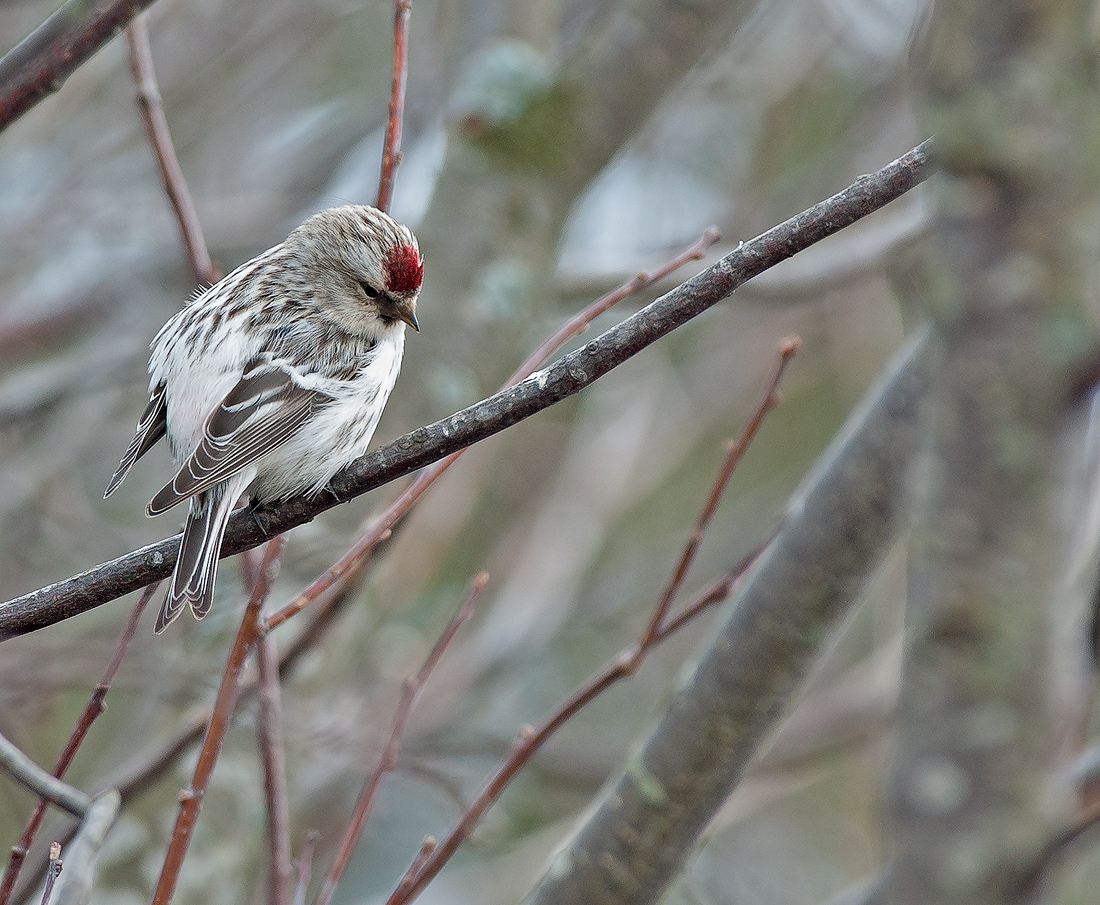 Hoary Redpoll