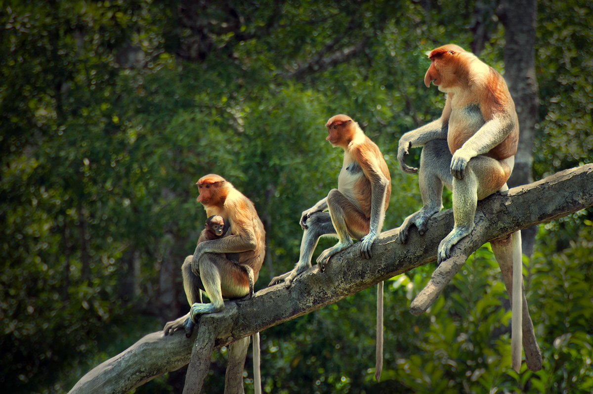 Family Tree