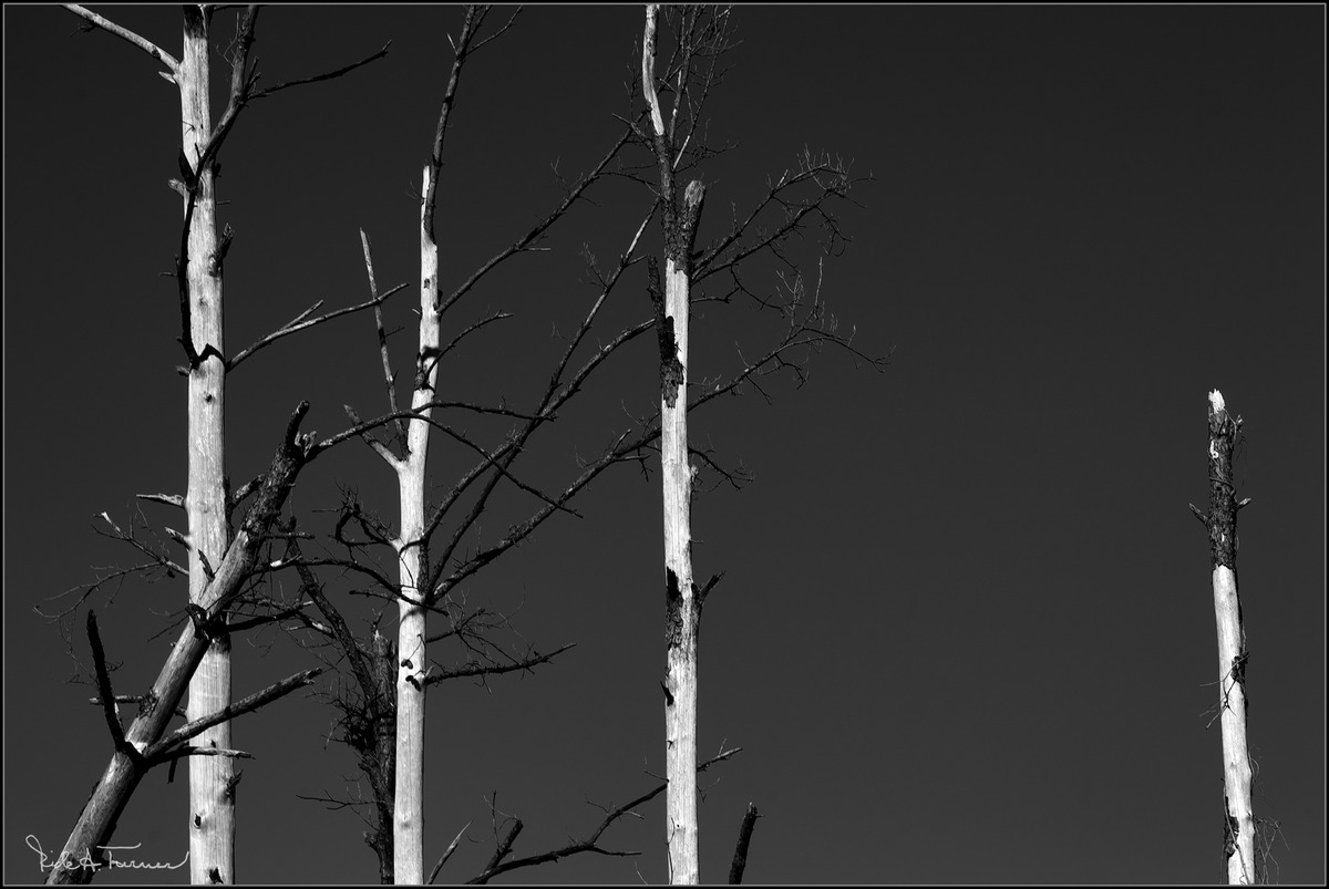 Last Trees Standing