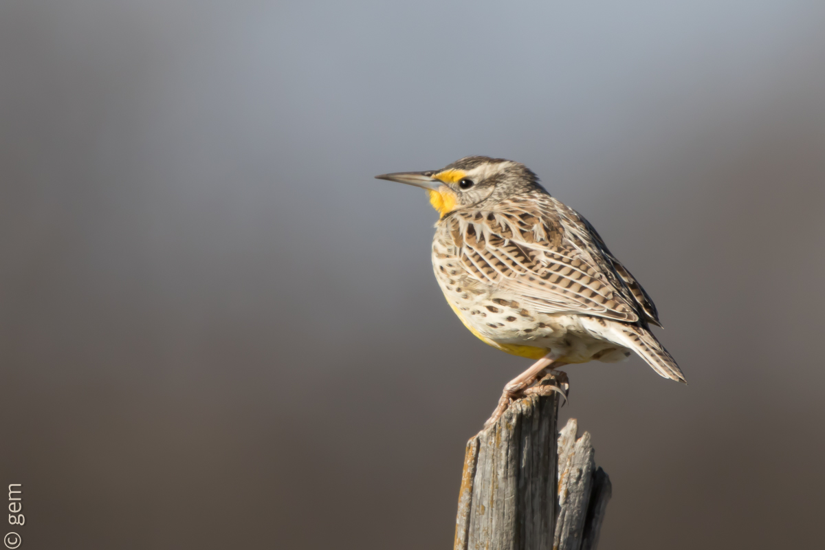Meadowlark 