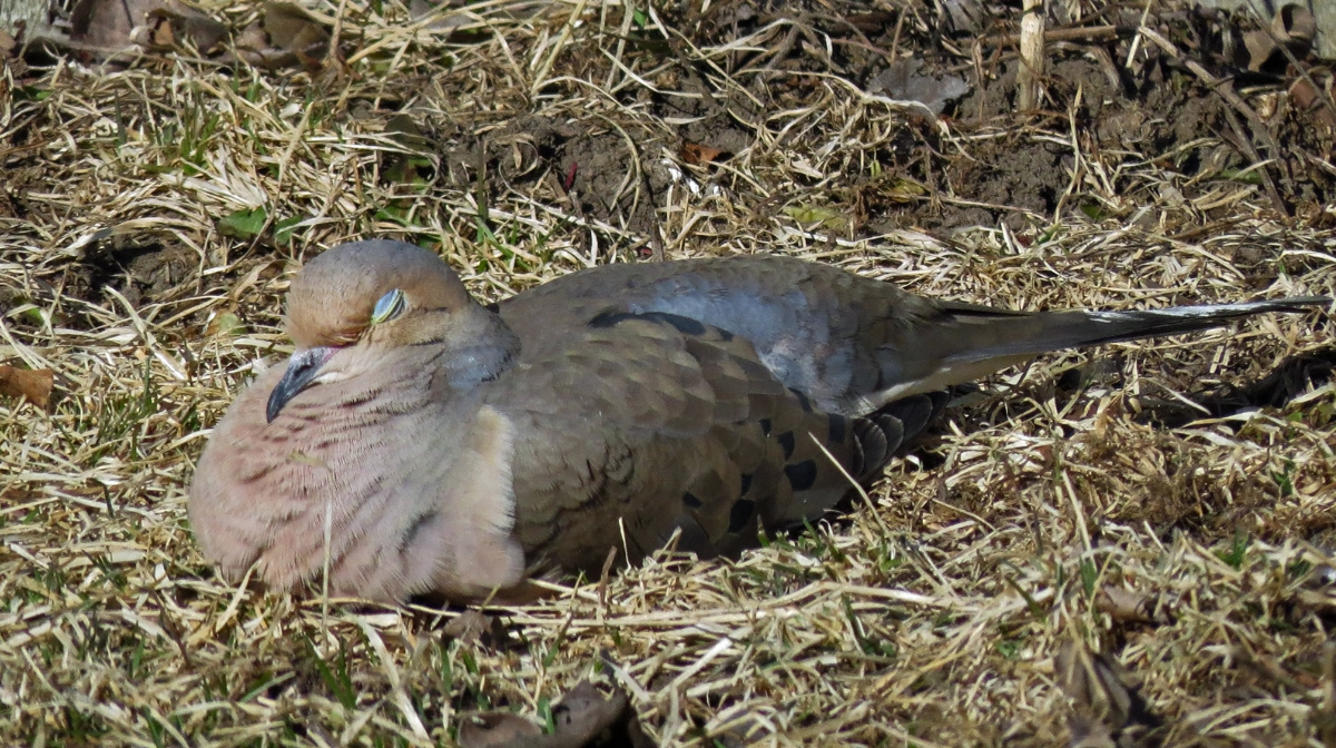 Resting, WC 670