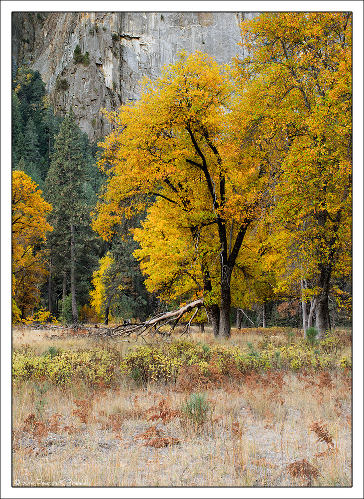 Yosemite Valley Oaks