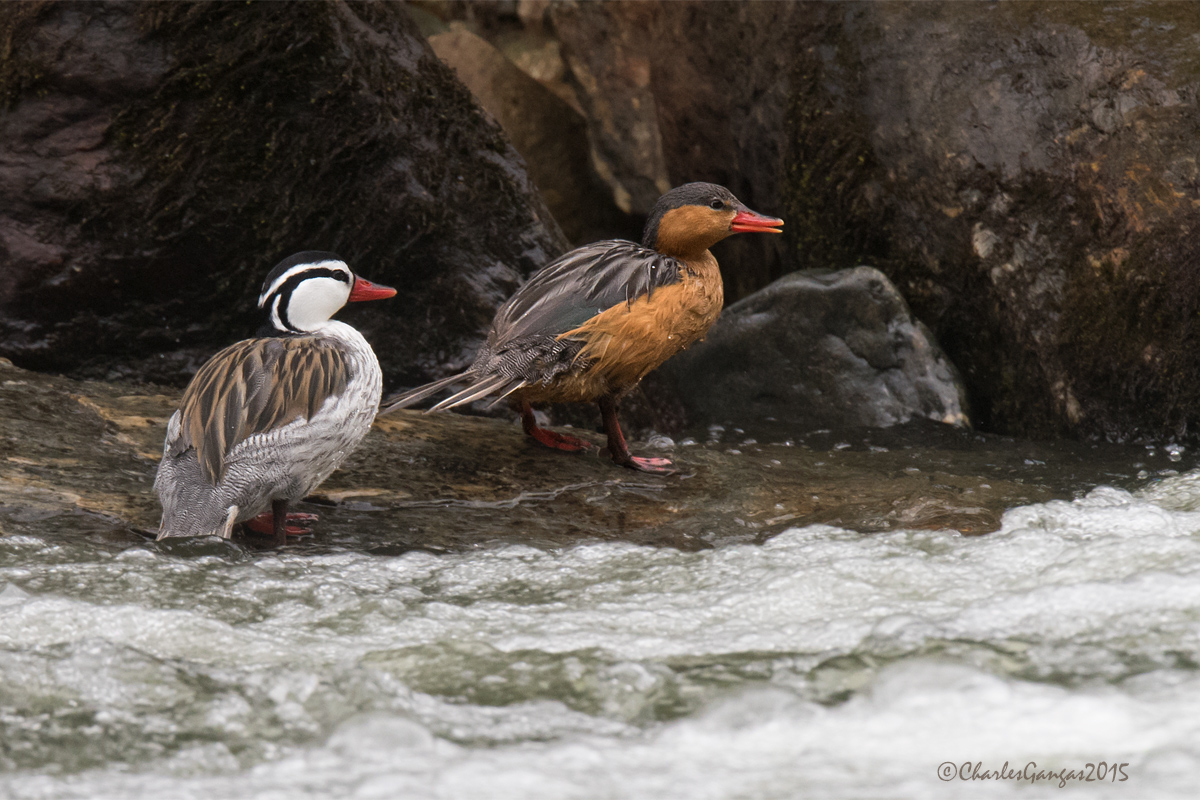 Torrent Ducks