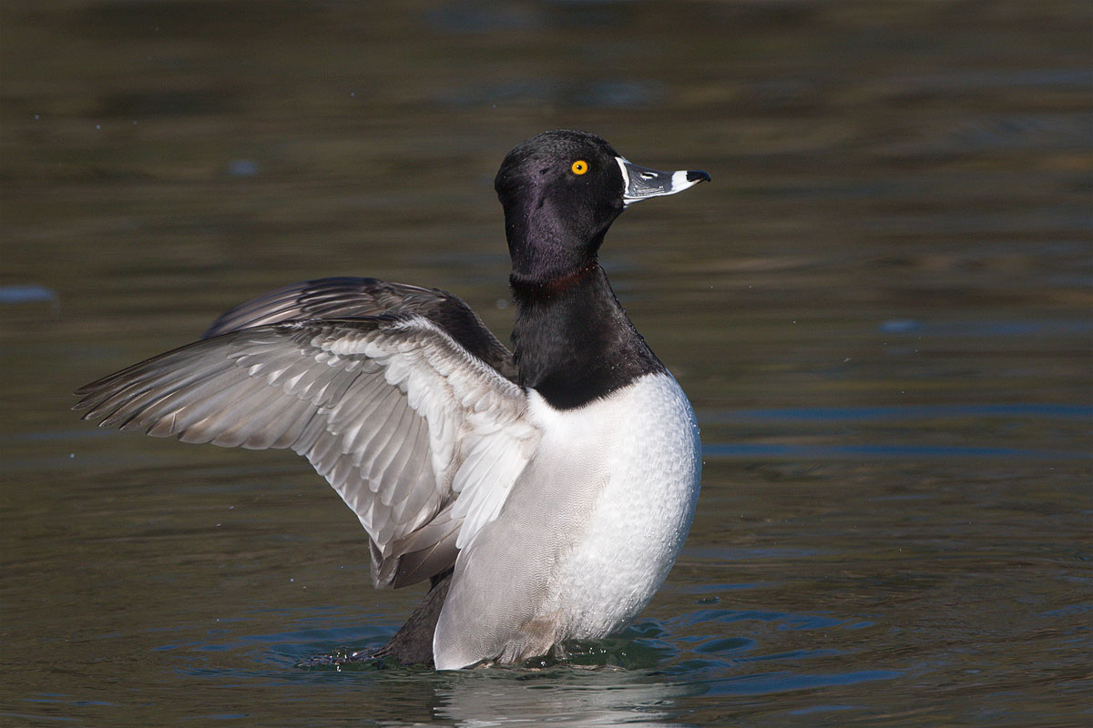 Ring-necked Duck