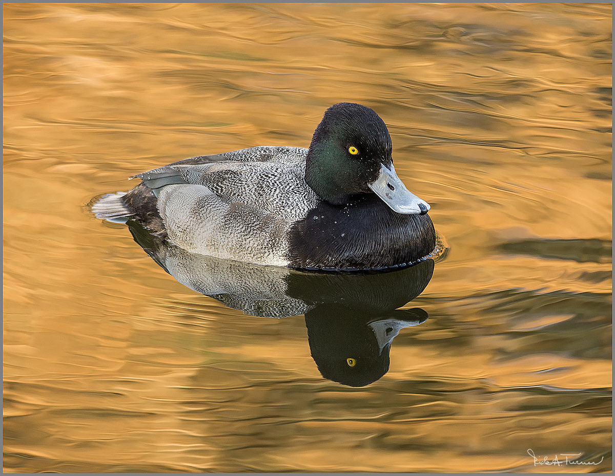 Male Beauty