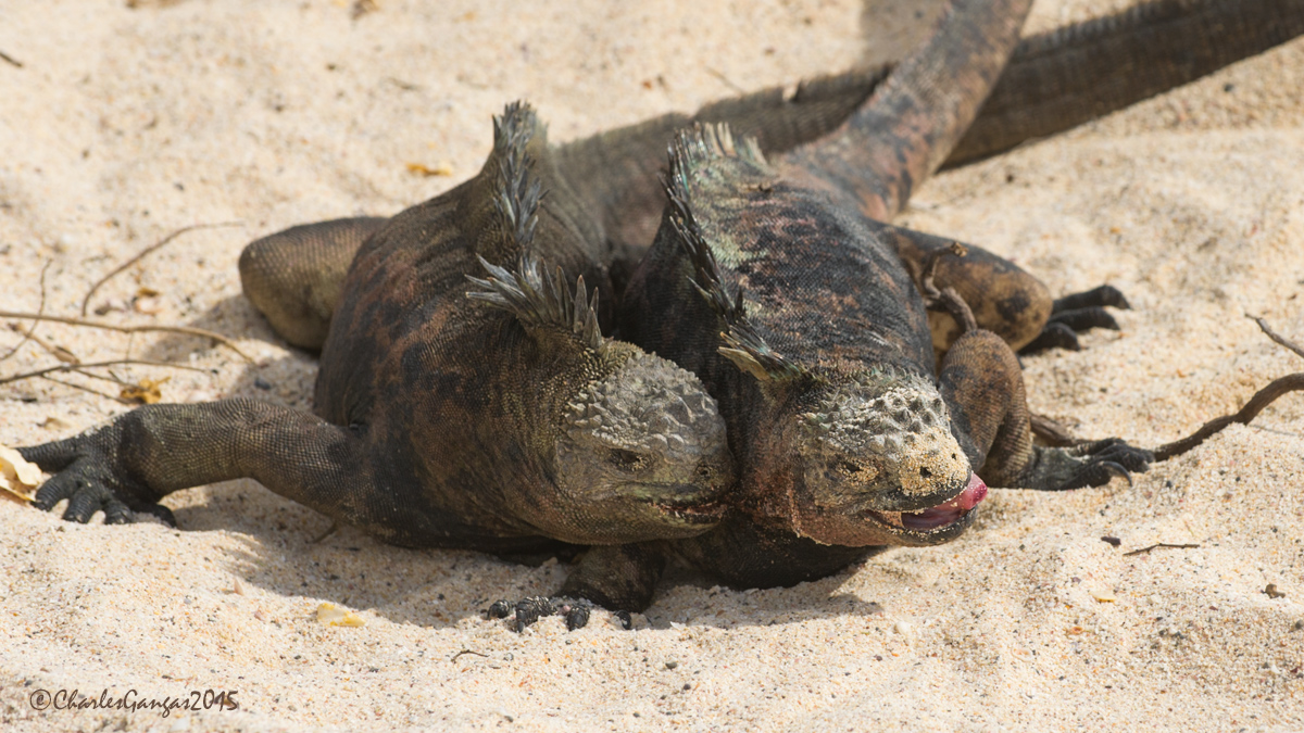 Iguana War