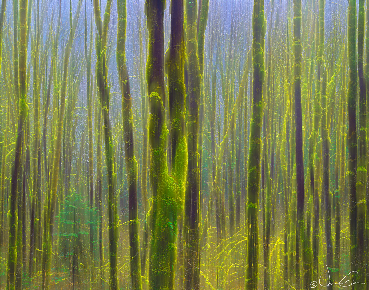 Spring Dreams