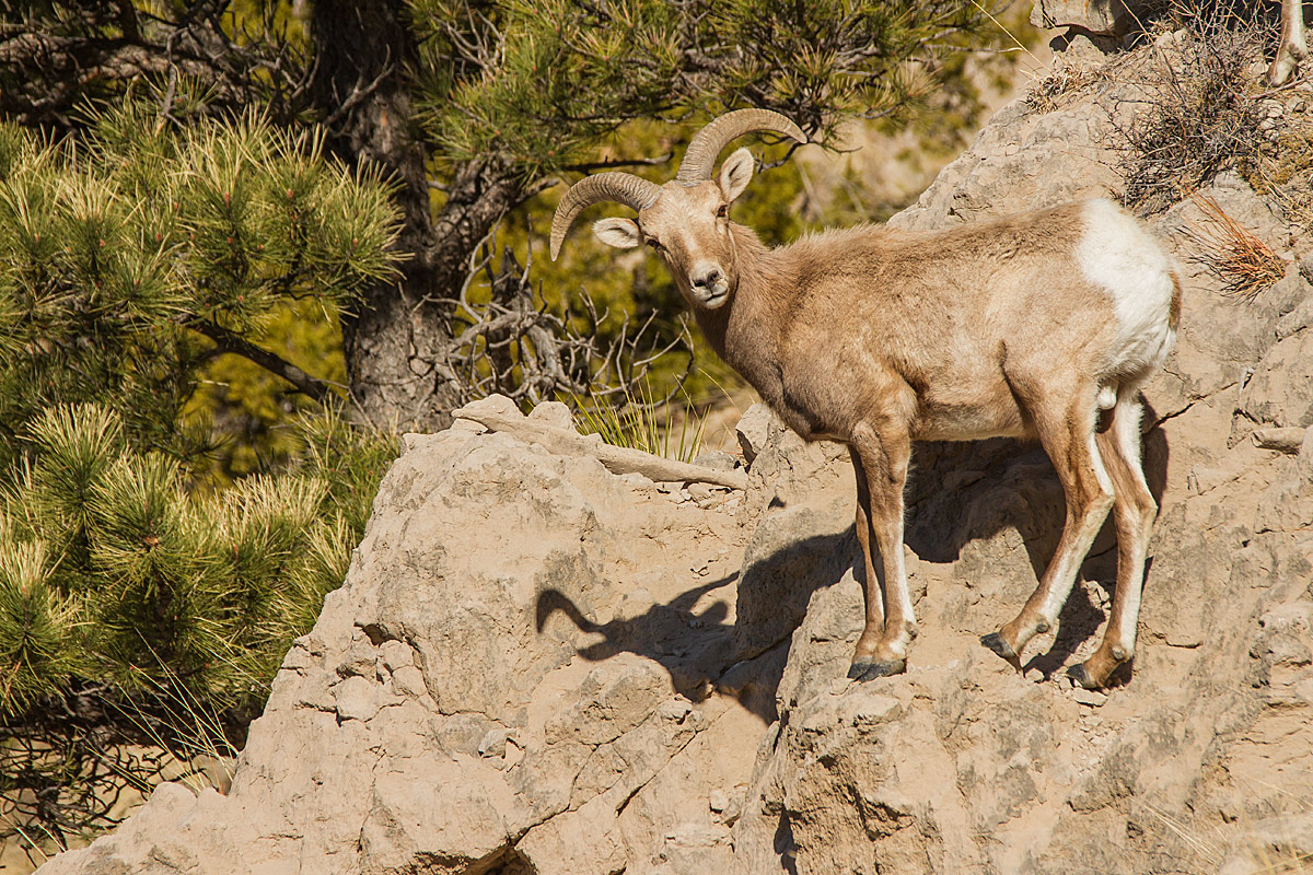 Young Ram