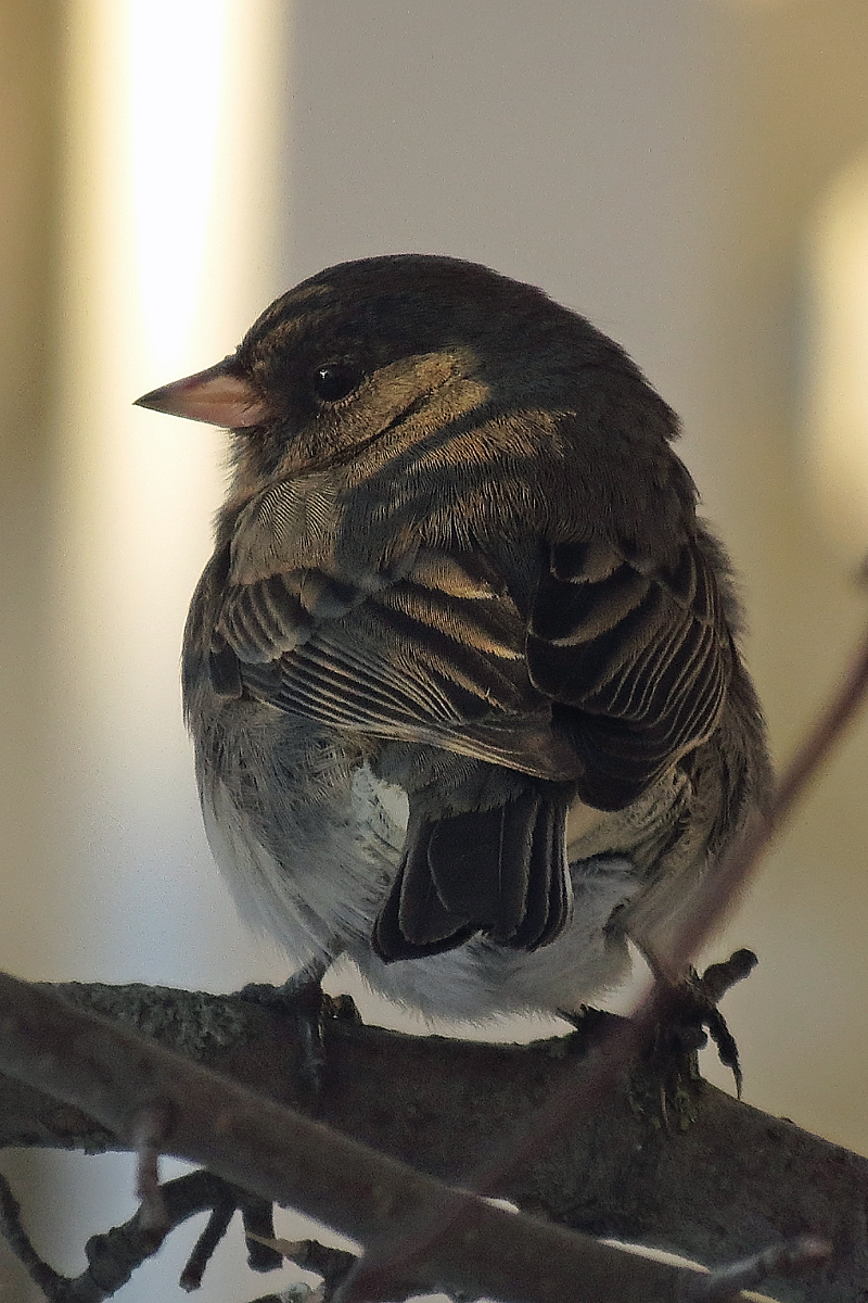 Junco in the shade