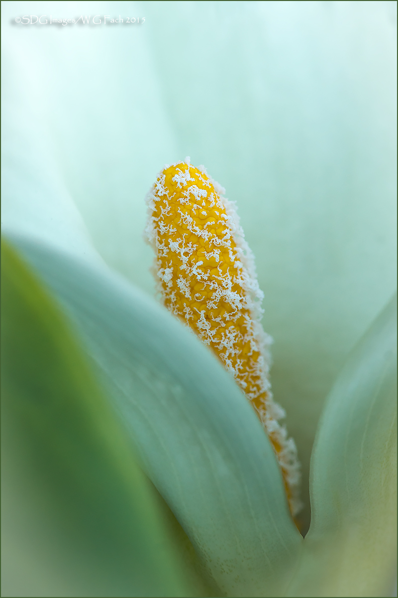 Sugar Coated + Repost