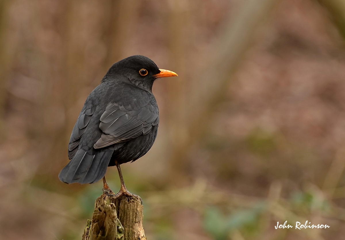 Humble Blackbird