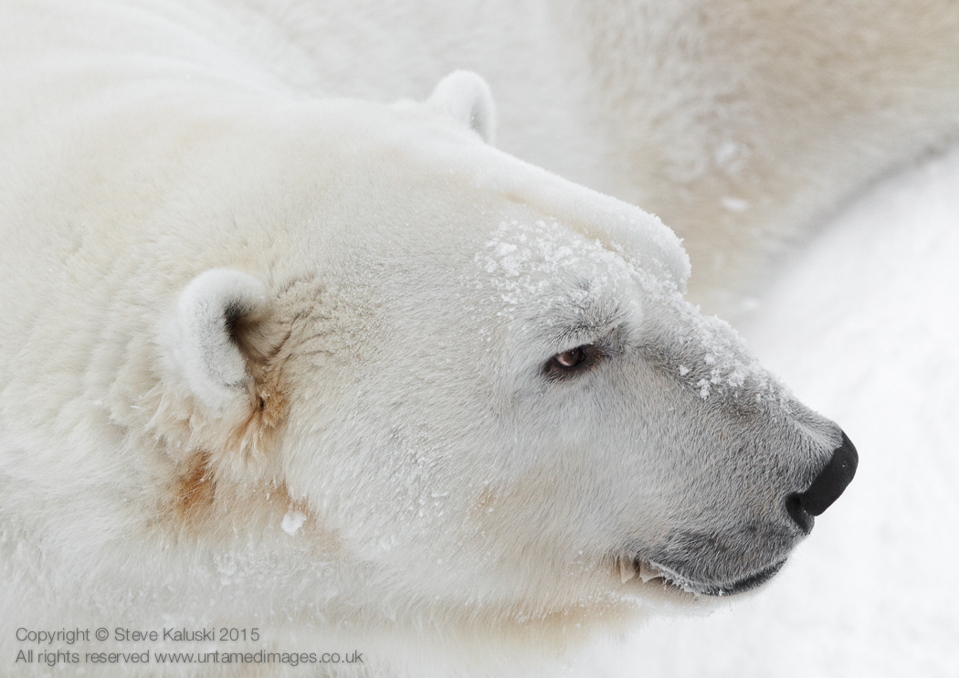 Snowy Polar Bear