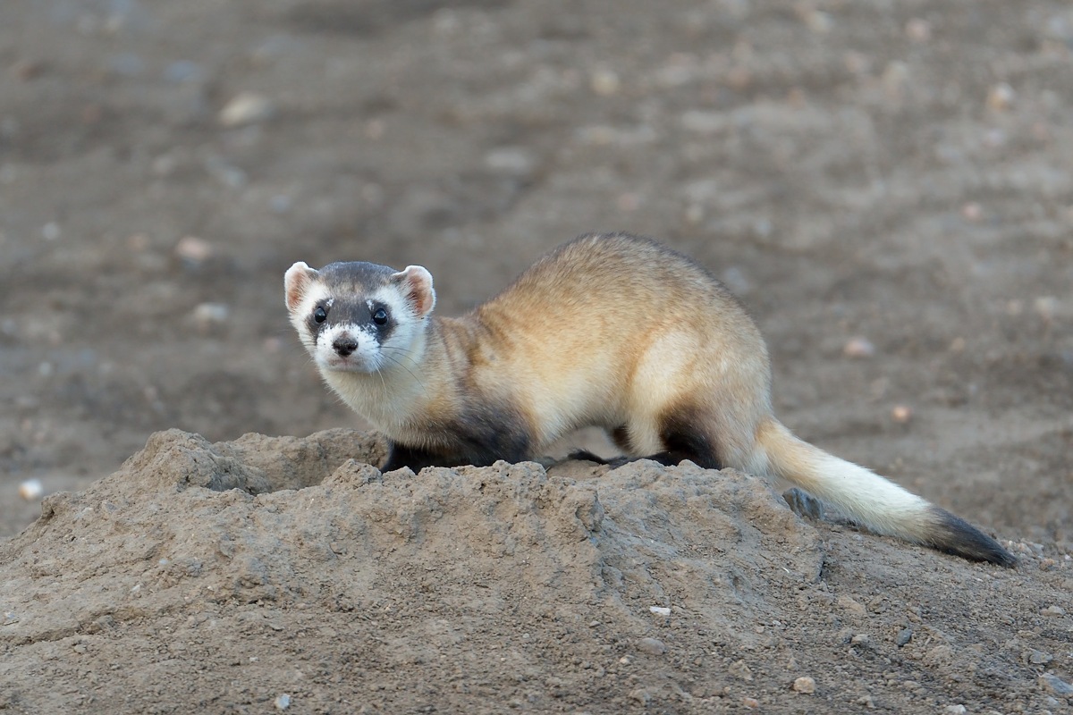 Wild and free ferret