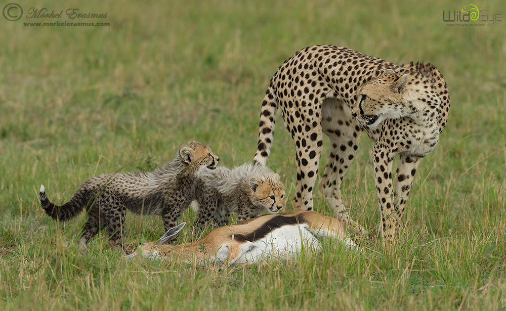 Feeding the Kids