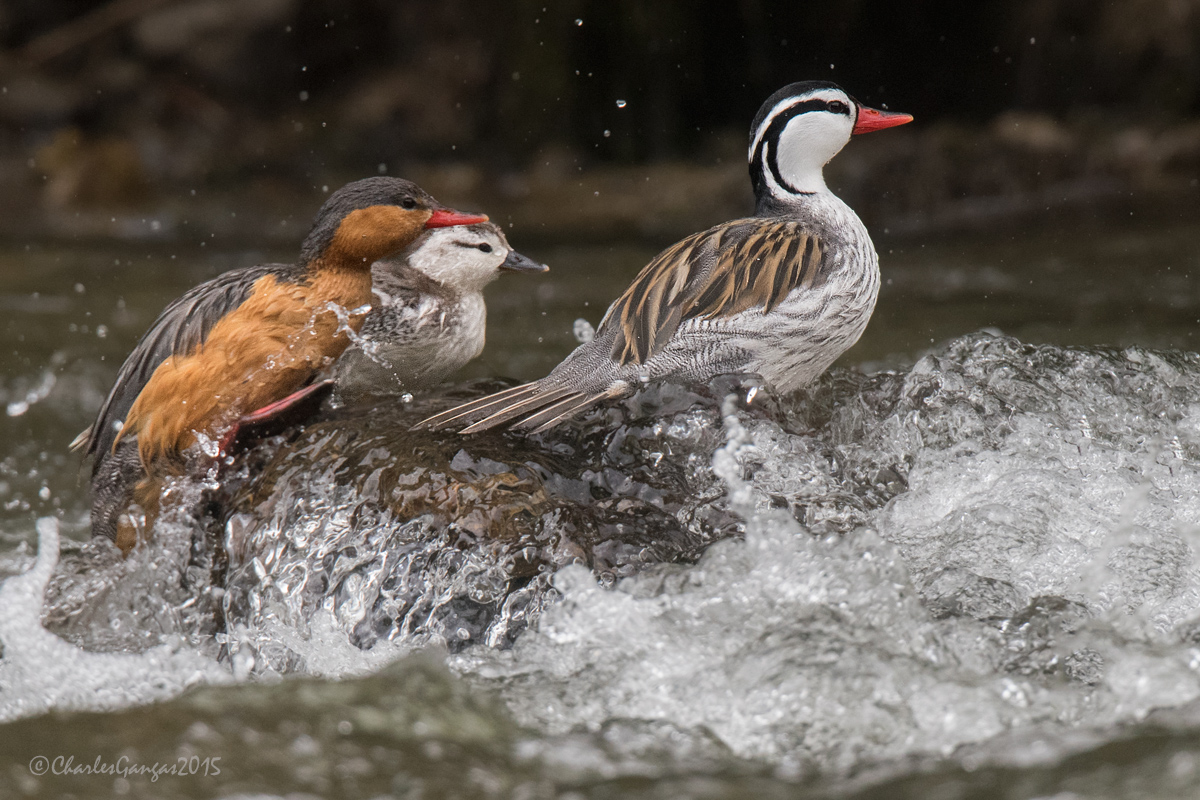Torrent Duck Family