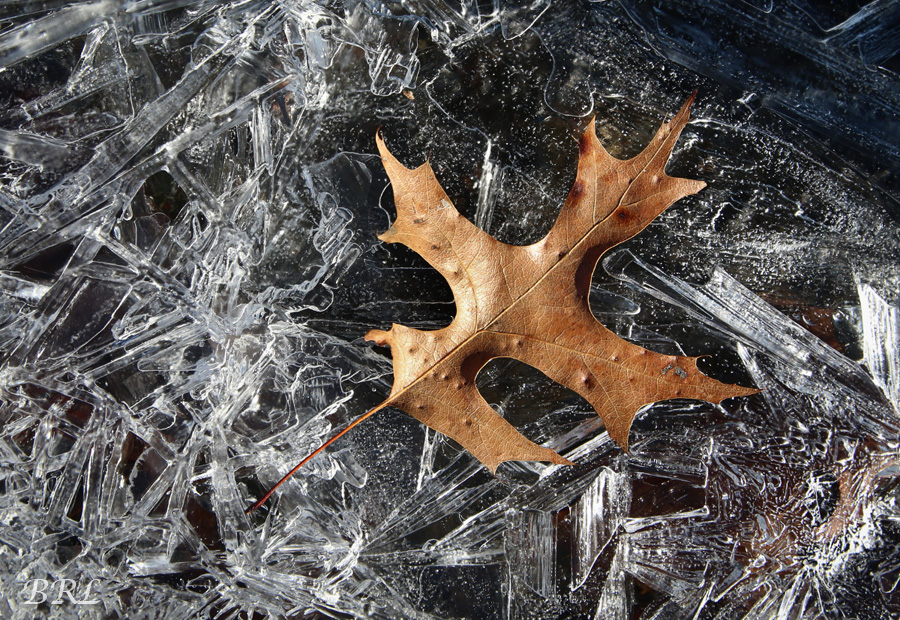 Oak Leaf and Ice