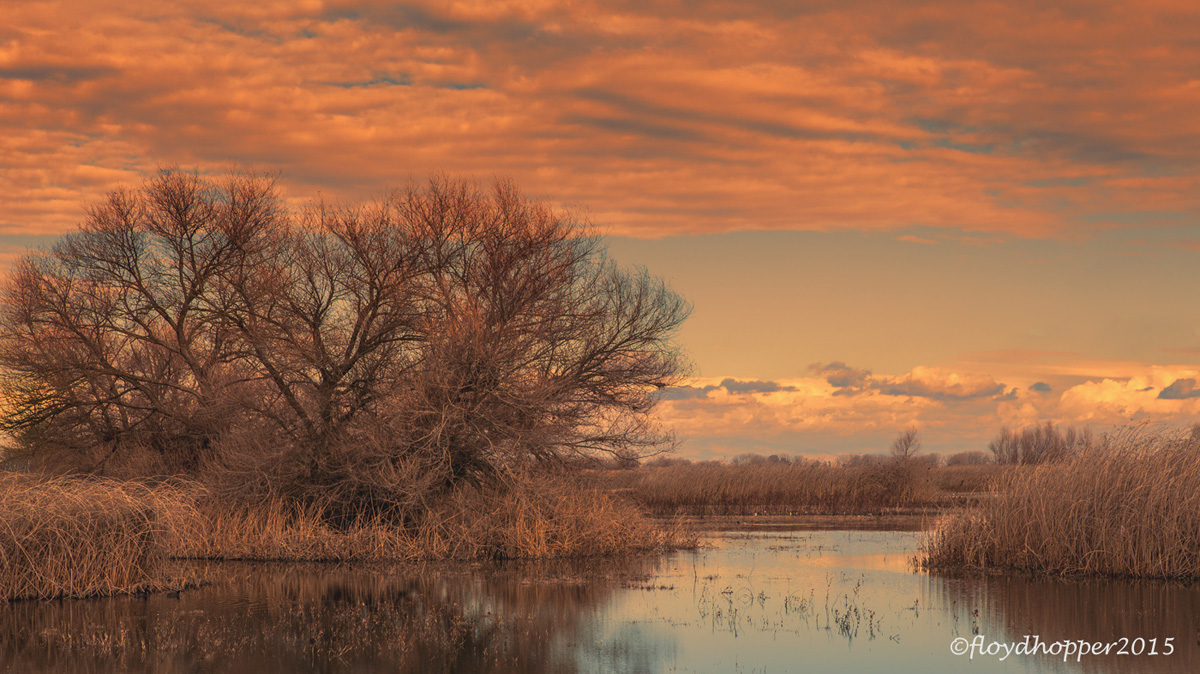  Winter Marsh
