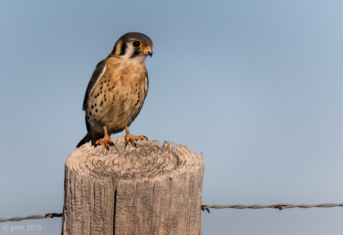 Friendly Kestrel 
