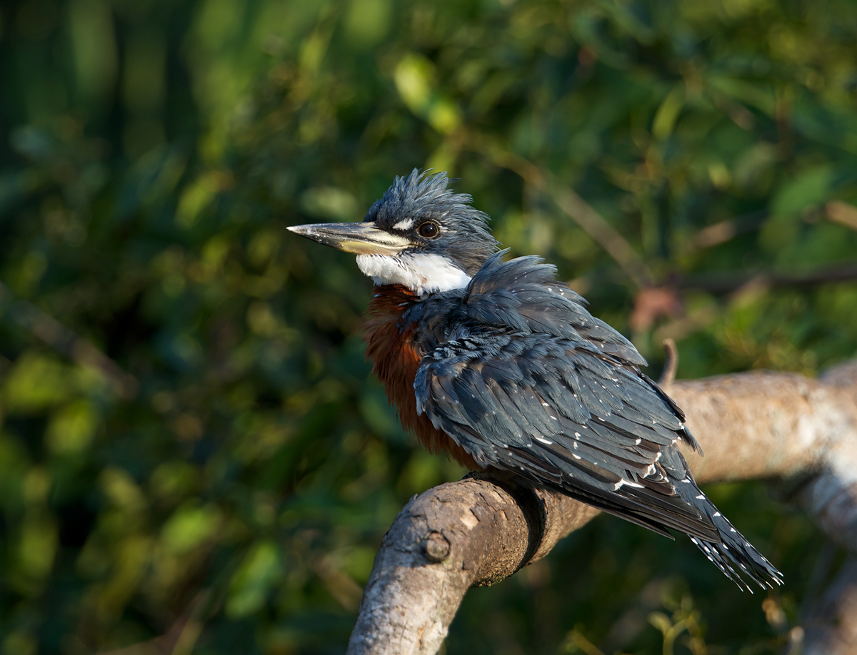 Ringed Kingfisher