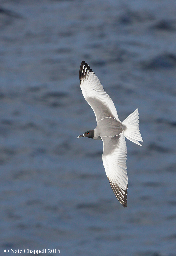 Swallow-tailed Gull
