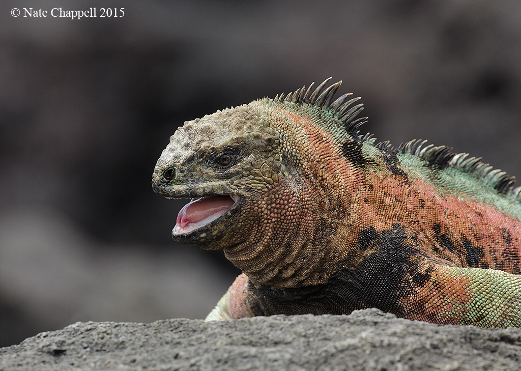 Marine Iguana, Floreana