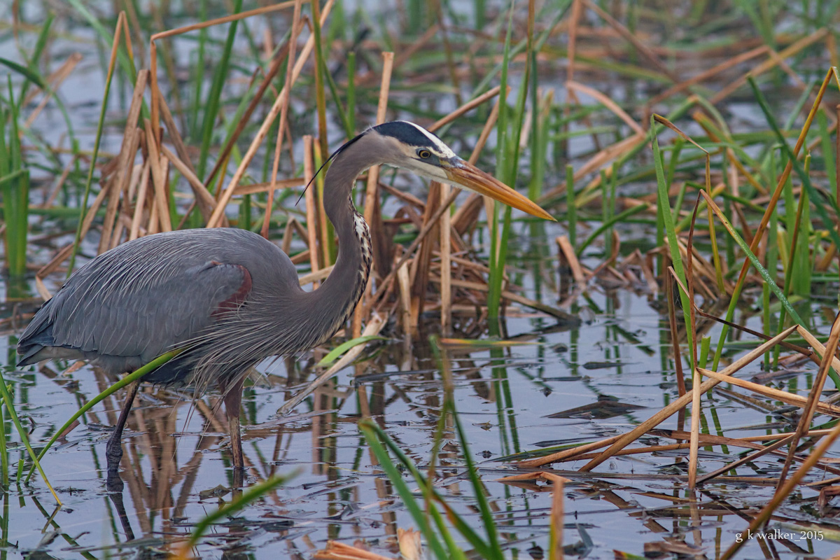 Blue Heron in Fog