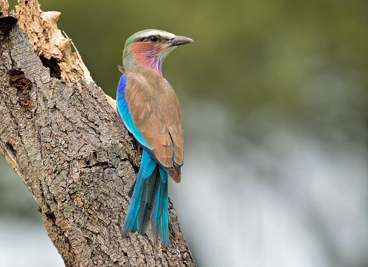 European Roller