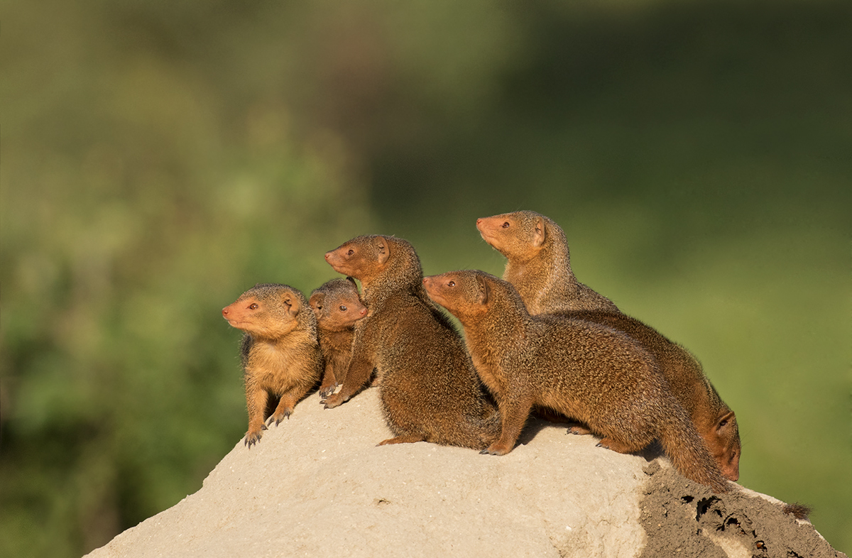 Dwarf Mongoose