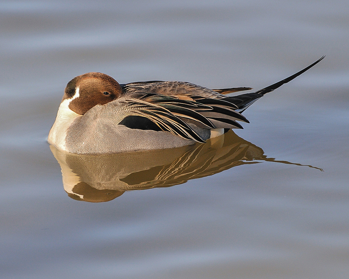 Pintail in the Clouds