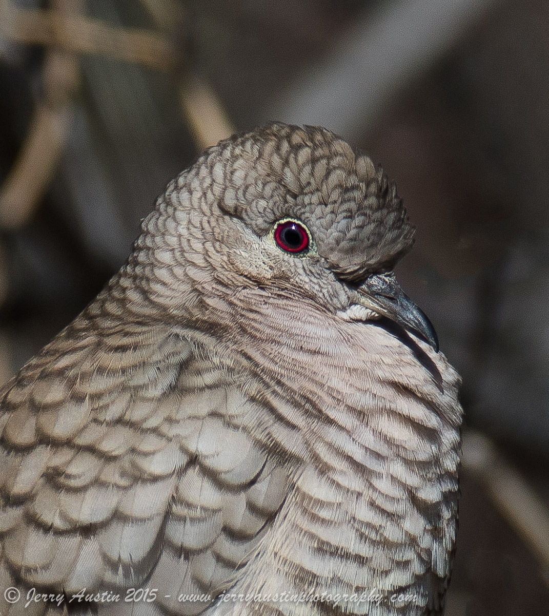Inca Dove Portrait