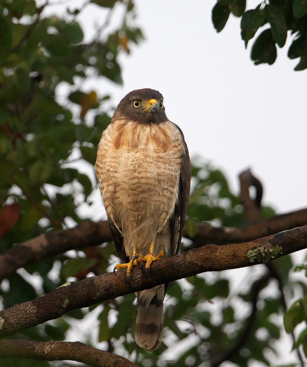 Roadside Hawk