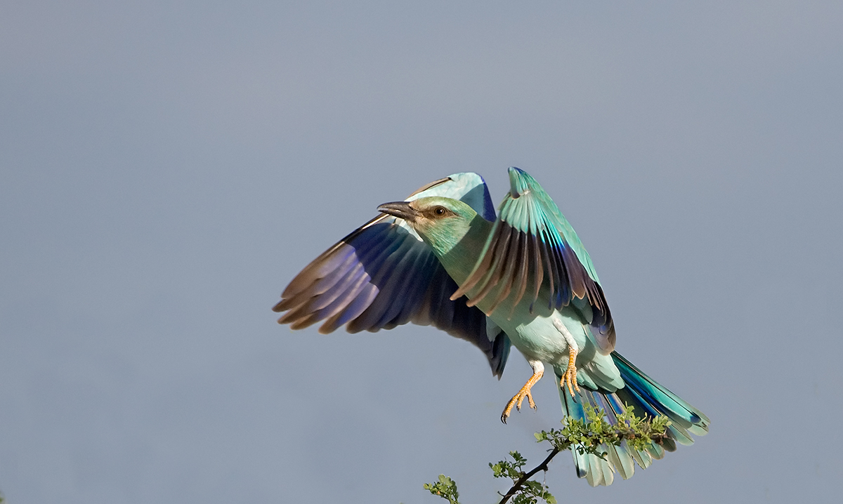 Another European Roller