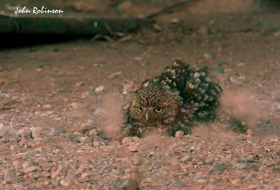  Owl bites the dust+repost