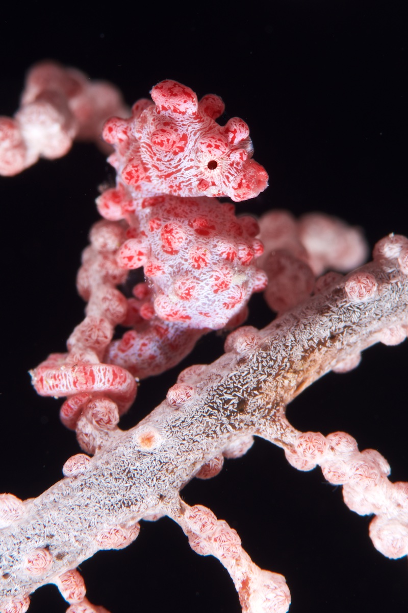 Pygmy Seahorse