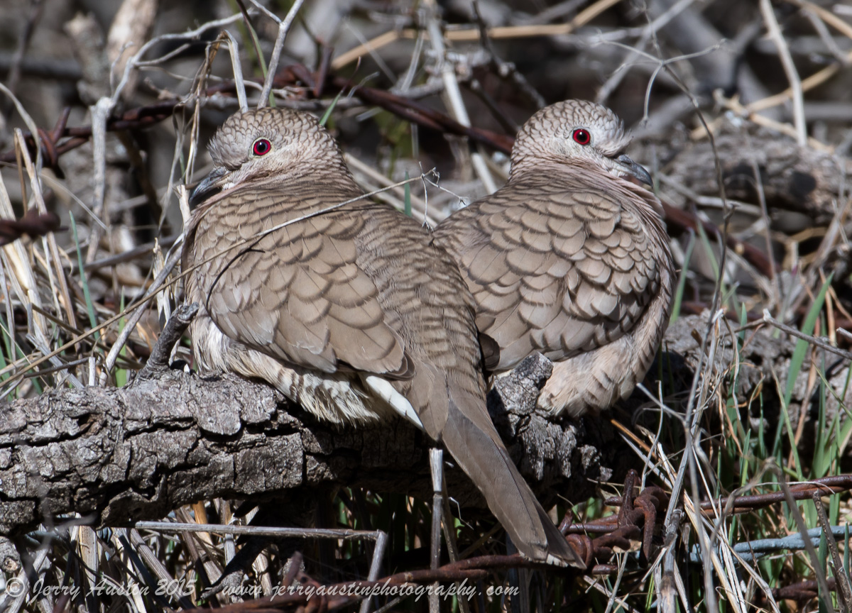 Valentine Inca Doves