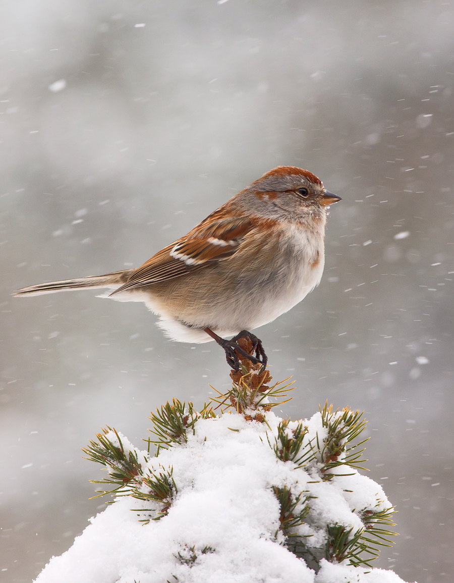 Another Snowy Morning