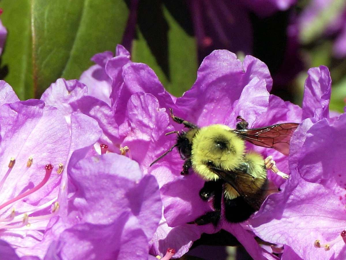 The Bee WC 671