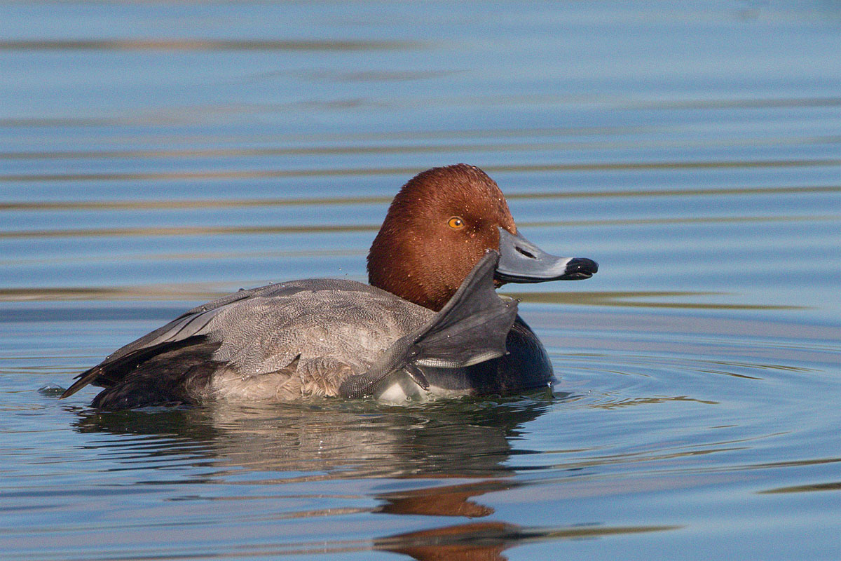 Redhead