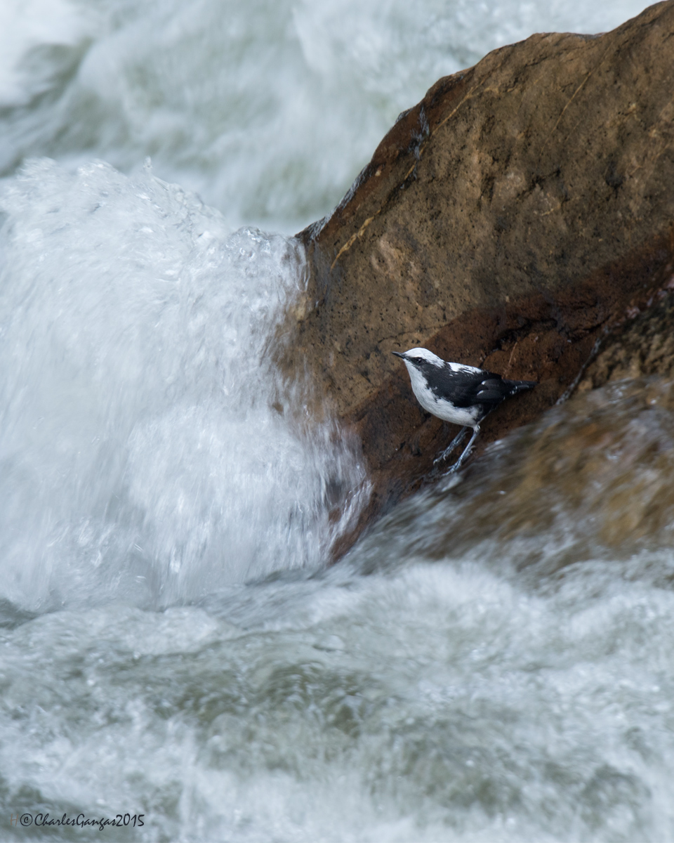White-capped Dipper