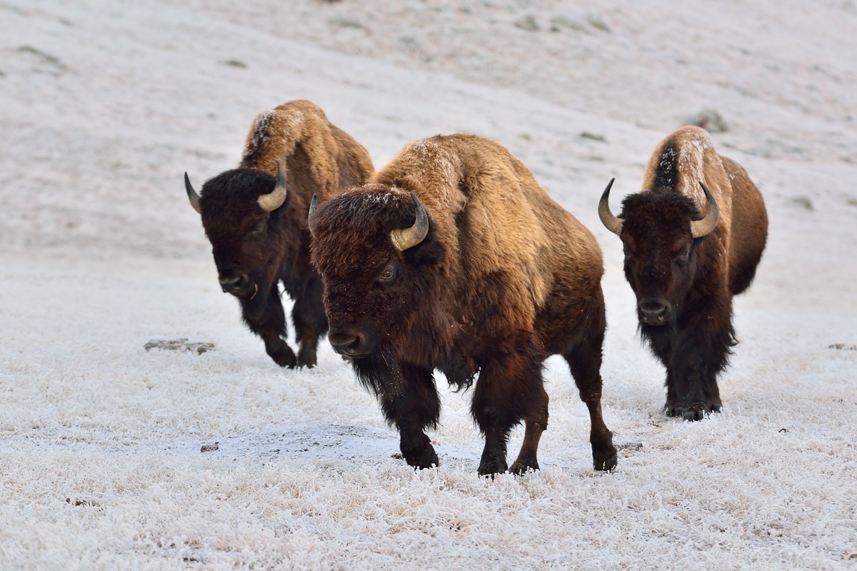 Winter bulls